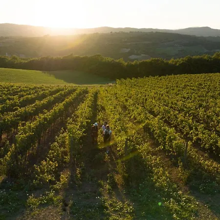 빌라 Delle Vigne 산베난초